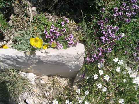 blumen