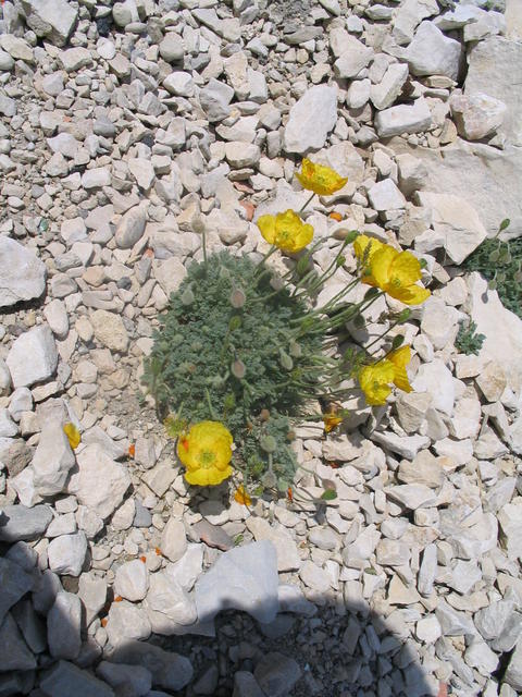 blumen