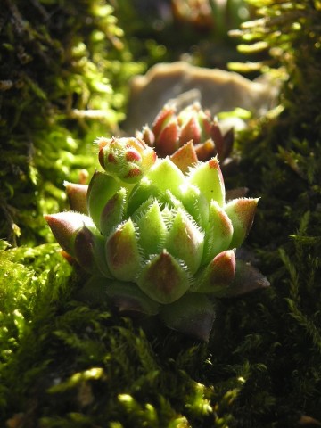 globiferum