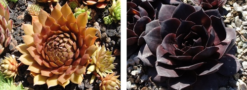 Goldmarie und Leopold