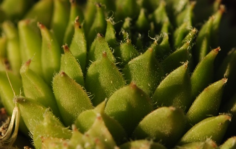 semps von jezour