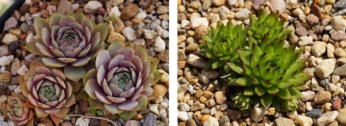 Neuzüchtungen von Andre Smits