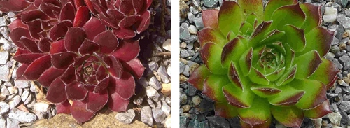 Neuzüchtungen Diehm