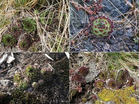 Collage mit Semps