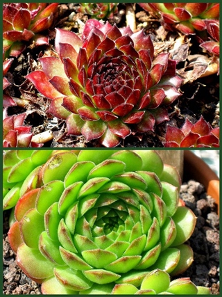 Eltern von Dr. Fritz Köhlein