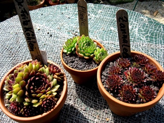 Eltern von Dr. Fritz Köhlein