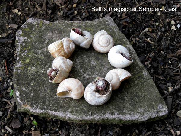 Magischer Semperkreis