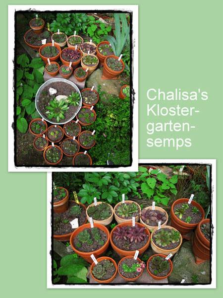 Chalisas Topfgarten