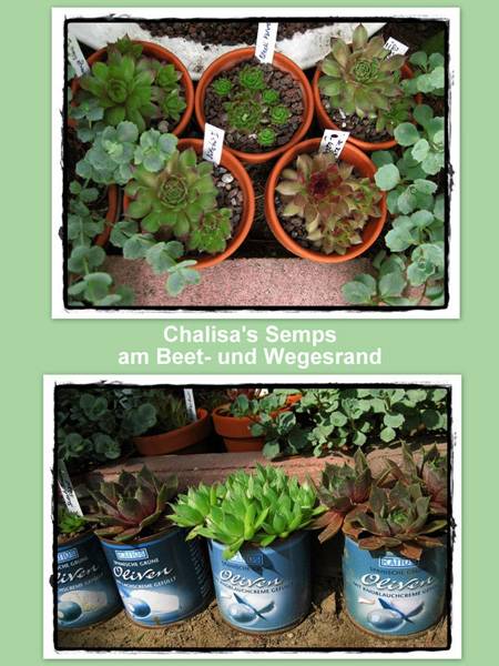 Am Beet- und Wegrand