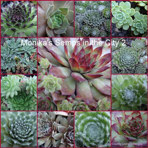 Monikas Semps in the City 2