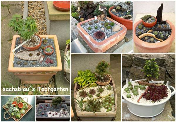 Topfgarten von Sachsblau