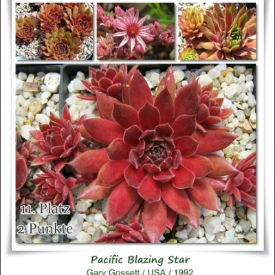 Pacific Blazing Star