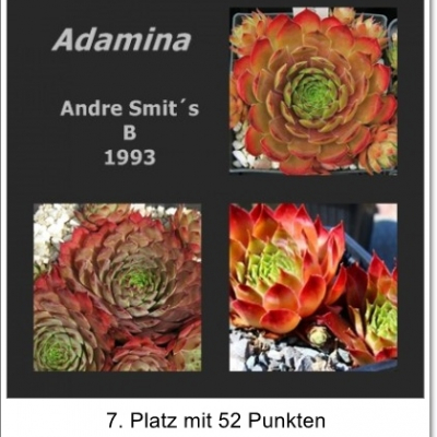 Adamina