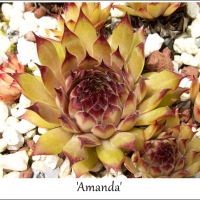 Amanda