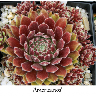Americanos
