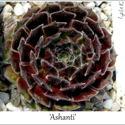 Ashanti
