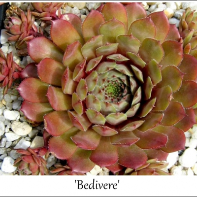 Bedivere