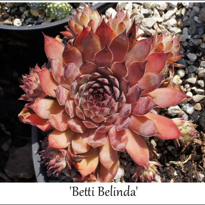 Betti Belinda