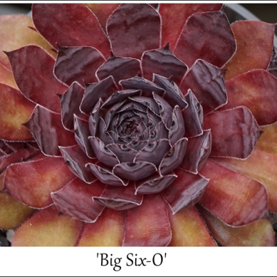 Big Six-O