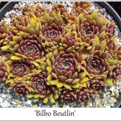 Bilbo Beutlin