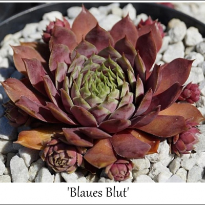 Blaues Blut