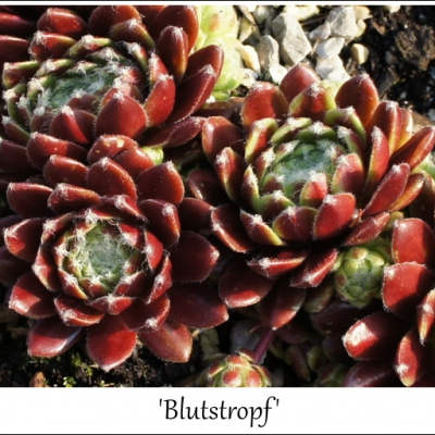 Blutstropf