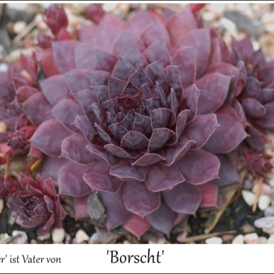 Borscht