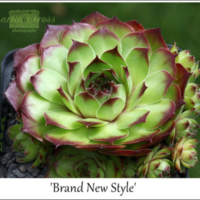 Brand New Style