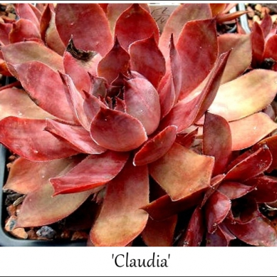 Claudia