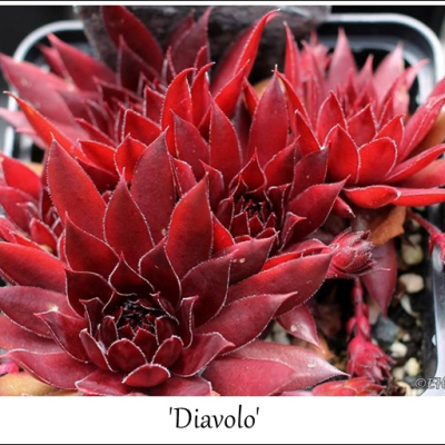 Diavolo