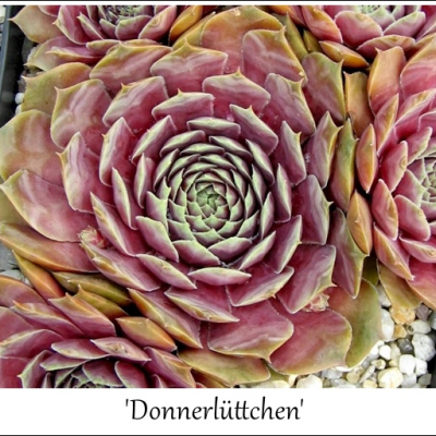 Donnerlüttchen