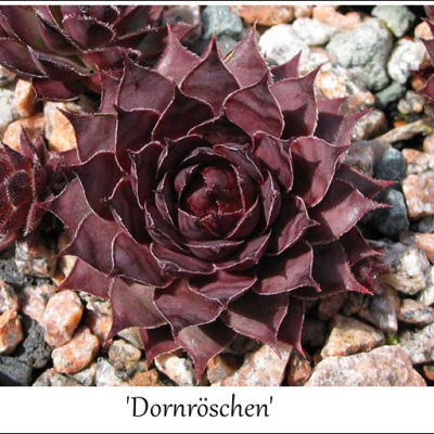 Dornröschen