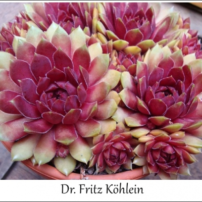 Dr. Fritz Köhlein