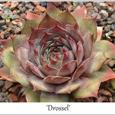 Drossel