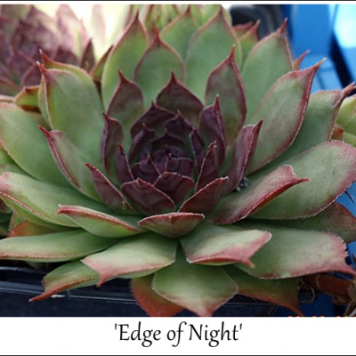 Edge of Night