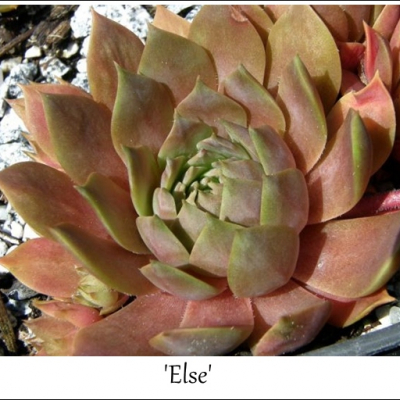 Else