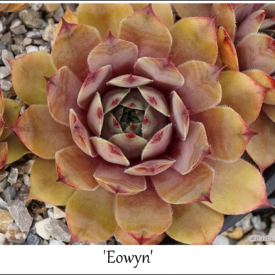 Eowyn