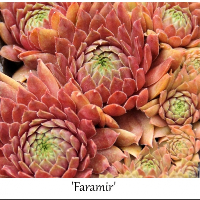 Faramir
