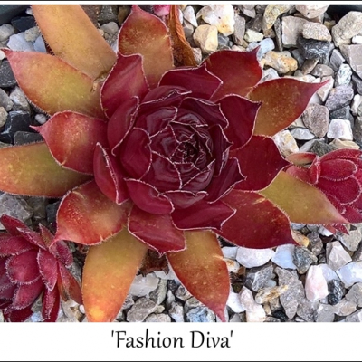 Fashion Diva