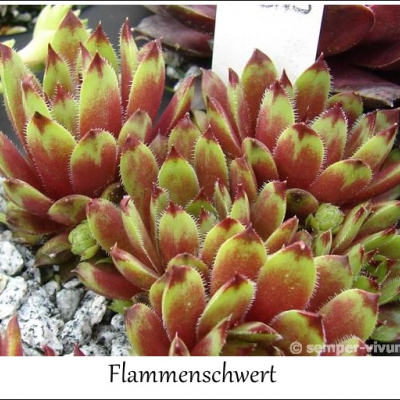 Flammenschwert
