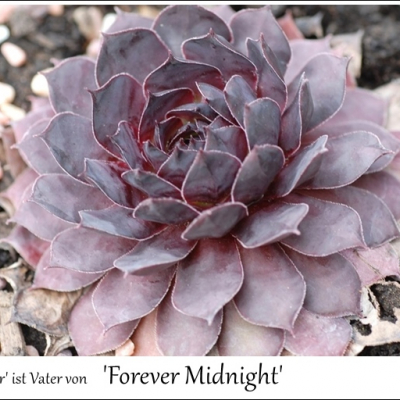 Forever Midnight