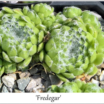 Fredegar