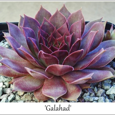 Galahad