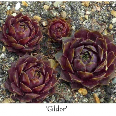 Gildor