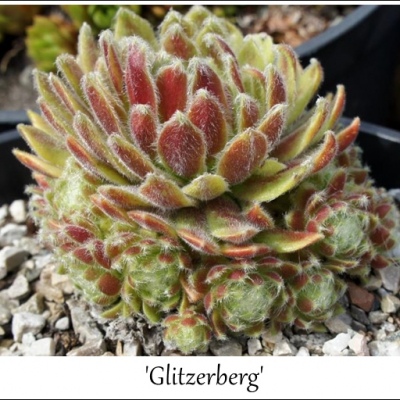 Glitzerberg