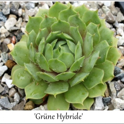 Grüne Hybride