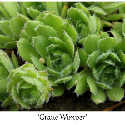 Graue Wimper