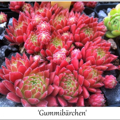 Gummibärchen