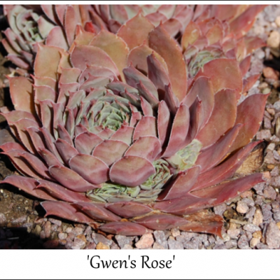 Gwen's Rose