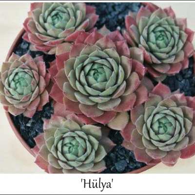 Hülya